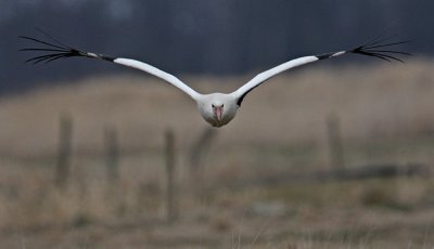 White Stork (Ciconia ciconia), Vit stork