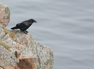 Common Raven (Corvus corax), Korp