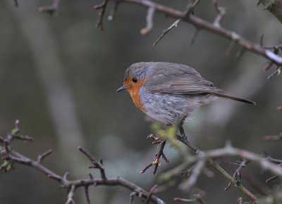 European Robin (Erithacus rubecula), Rdhake