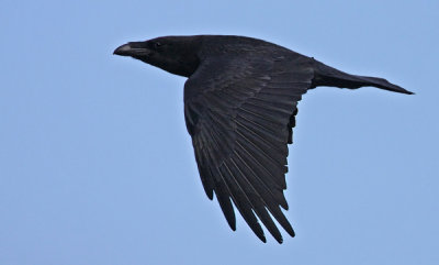 Common Raven (Corvus corax), Korp