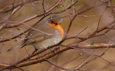 European Robin (Erithacus rubecula), Rdhake