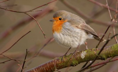 European Robin (Erithacus rubecula), Rdhake