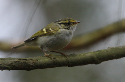 Pallas's Leaf Warbler (Phylloscopus proregulus), Kungsfgelsngare