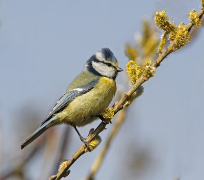 Blue Tit (Parus caeruleus), Blmes