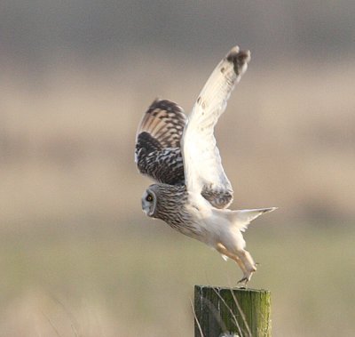 Short-eared owl (Asio flammeus), Jorduggla