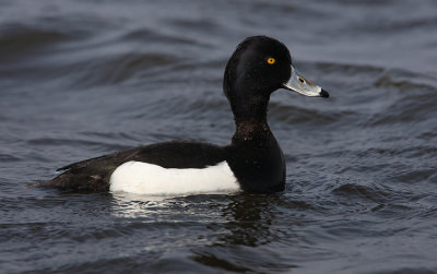 Tufted Duck (Aythya fuligula), Vigg