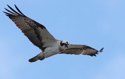 Osprey (Pandion haliaetus), Fiskgjuse