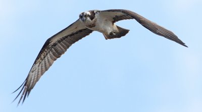 Osprey (Pandion haliaetus), Fiskgjuse
