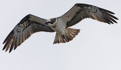 Osprey (Pandion haliaetus), Fiskgjuse