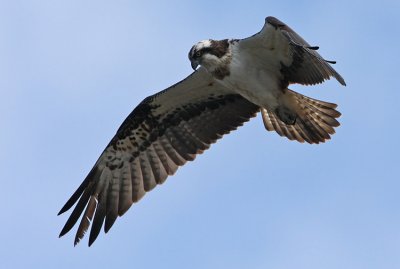 Osprey (Pandion haliaetus), Fiskgjuse