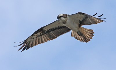 Osprey (Pandion haliaetus), Fiskgjuse