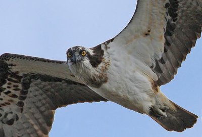 Osprey (Pandion haliaetus), Fiskgjuse