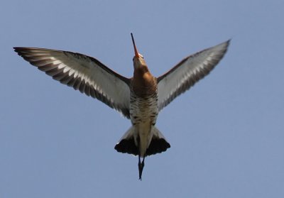 Black-tailed Godwit (Limosa limosa), Rdspov