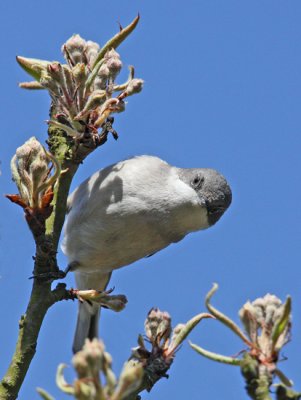 Lesser Whitethroat (Sylvia curruca), rtsngare
