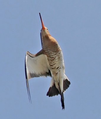 Black-tailed Godwit (Limosa limosa), Rdspov