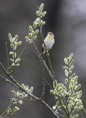 Willow Warbler (Phylloscopus trochilus), Lvsngare