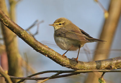 Willow Warbler (Phylloscopus trochilus), Lvsngare