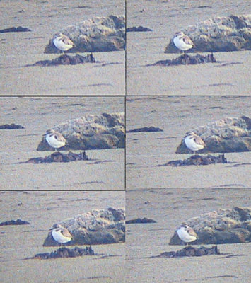 Greater Sand Plover (Charadrius leschenaultii), Ökenpipare, Sebybadet 2000