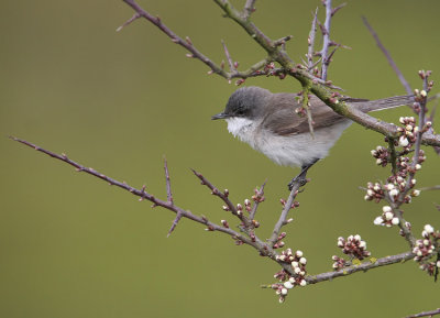 Lesser Whitethroat (Sylvia curruca), rtsngare