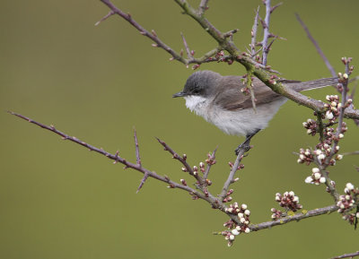 Lesser Whitethroat (Sylvia curruca), rtsngare