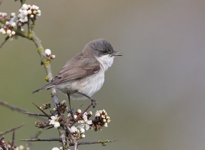 Lesser Whitethroat (Sylvia curruca), rtsngare