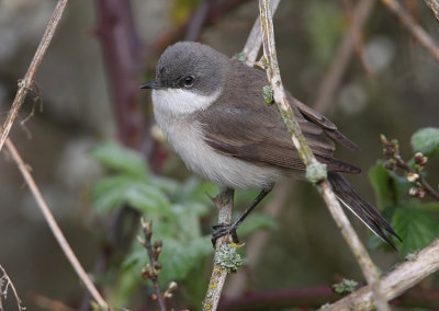 Lesser Whitethroat (Sylvia curruca), rtsngare