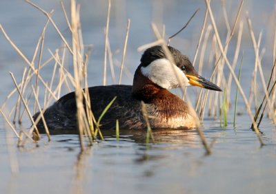 Red-necked (GrebePodiceps grisegena), Gråhakedopping