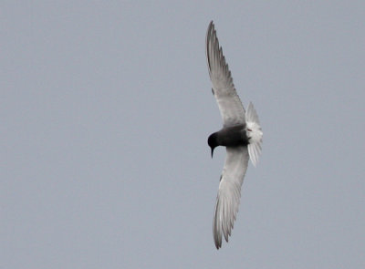 Black Tern (Chlidonias niger), Svarttrna