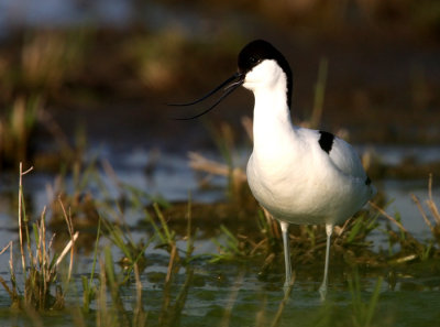 Pied Avocet (Recurvirostra avosetta), Skärfläcka