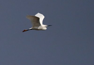 Little Egret (Egretta garzetta), Silkeshger