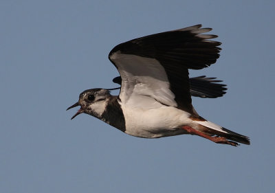 Northern Lapwing (Vanellus vanellus), Tofsvipa