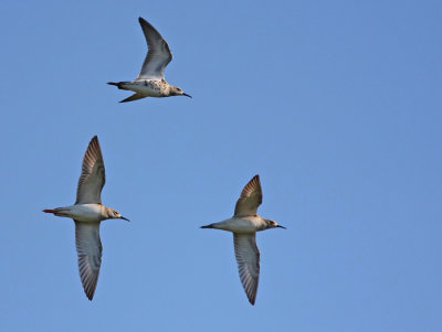 Ruff (Philomachus pugnax), Brushane