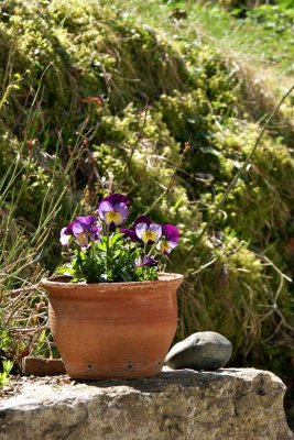 Spring Decoration