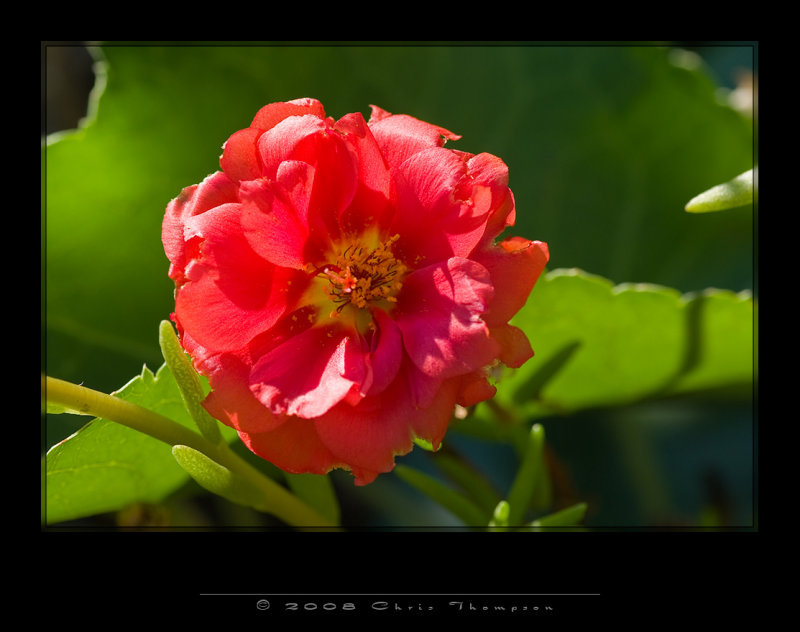 IMG3617 copy.jpg