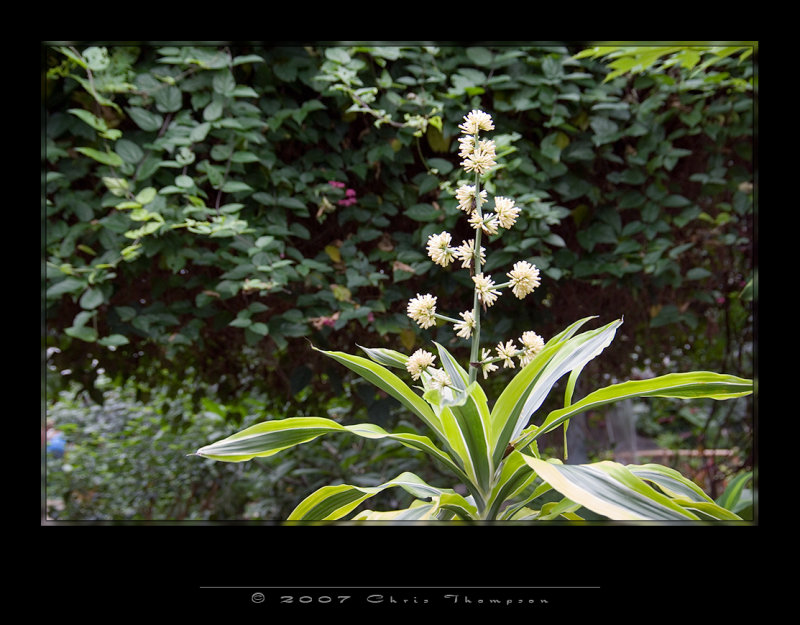 IMGP2618 copy.jpg