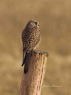 Tornfalk (falco tinnunculus)