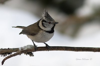 Tofsmes (Parus cristatus)