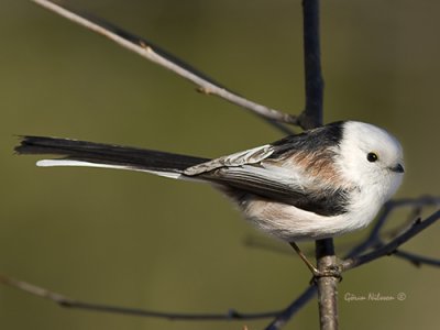 Stjrtmes (Aegithalos caudatus)