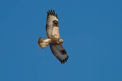 Fjllvrk (Buteo lagopus)