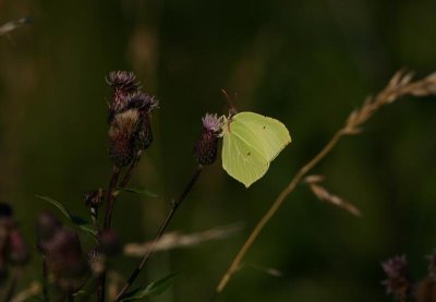 Brimstone  Citronfjril  (Gonepteryx rhamni)