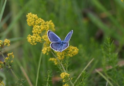 Silver-studded Blue  Ljungblvinge  (Plebejus argus)