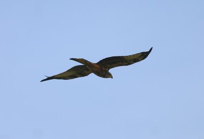 Red Kite  Rd glada  (Milvus milvus) 2006