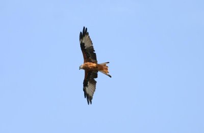 Red Kite  Rd glada  (Milvus milvus) 2006