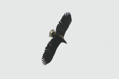 White-tailed Eagle  Havsrn  (Haliaeetus albicilla)