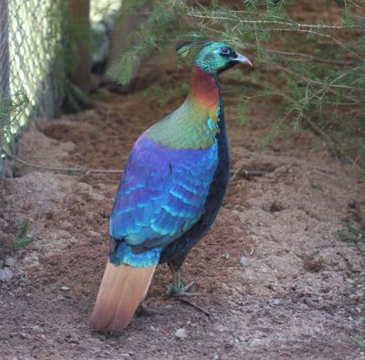 Himalayan Monal