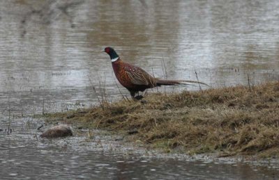 Common Pheasant  Fasan  (Phasianus colchicus)