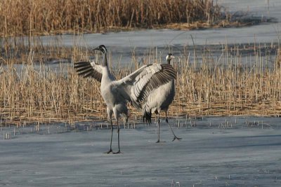 Common Crane  Trana  (Grus grus)