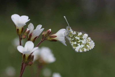 Orange Tip  Aurorafjril  (Antocharis cardamines)