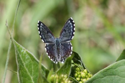 Chequered Blue  Fetrtsblvinge  (Scolitantides orion)