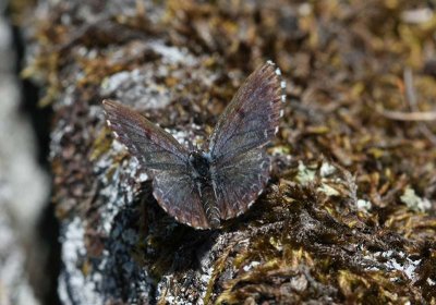 Chequered Blue  Fetrtsblvinge  (Scolitantides orion)